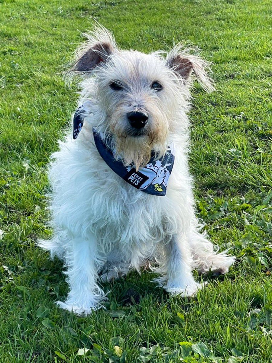 You have no idea how much I am going to miss you, Mr Trebus. Play in peace, gorgeous boy. 🐶♥️🌈 <a href="/trebus_mr/">Mr Trebus aka Treebs 🐶🌈🐾 #HarkerToo 💔RUPERT🌈</a> ♥️💜