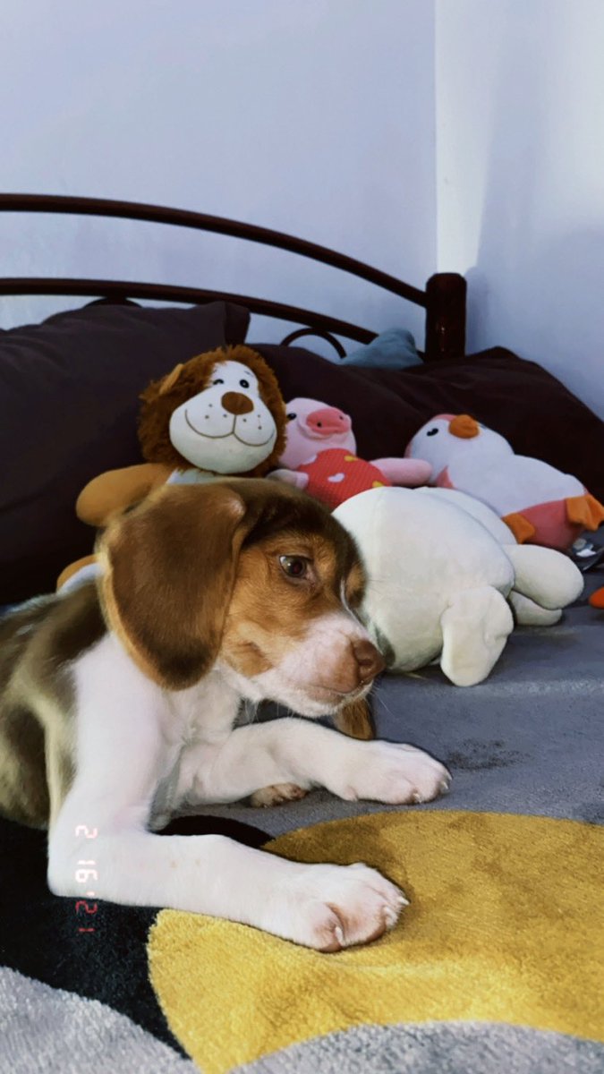 GascaRod's tweet photo. Estoy enamorada de mi Camila🫀🐾 https://t.co/lKb5iOqluf