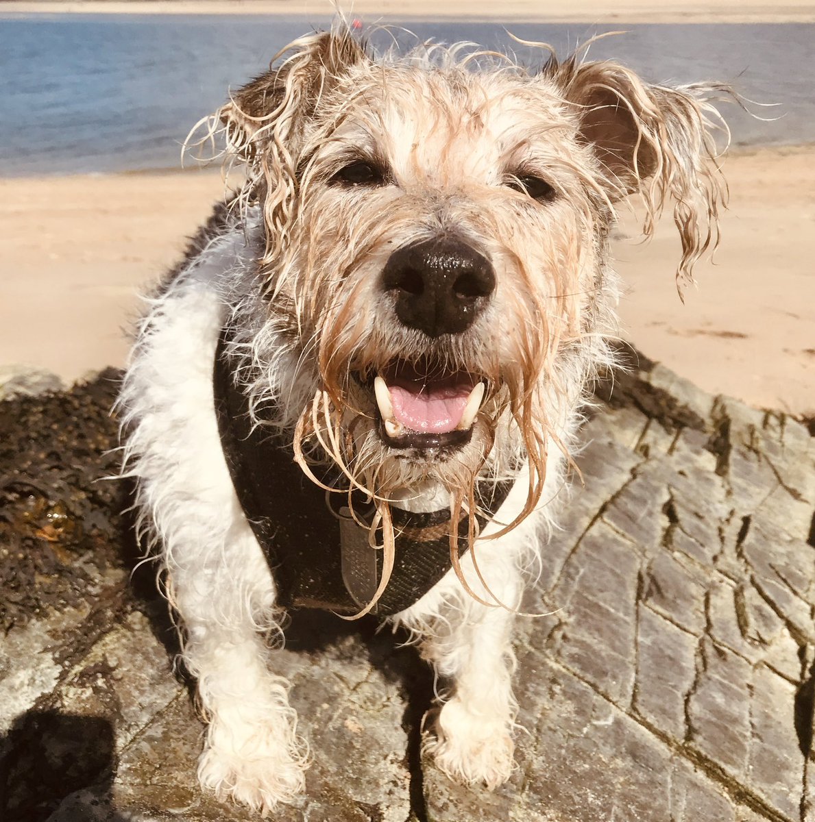 Our hearts are broken as we mourn the loss of Mr. Trebus <a href="/trebus_mr/">Mr Trebus aka Treebs 🐶🌈🐾 #HarkerToo 💔RUPERT🌈</a> 

He was such a special boy! He had a gentle spirit and oozed joy! Such a tremendous loss 💔😭 
#treebs #DogsofTwittter