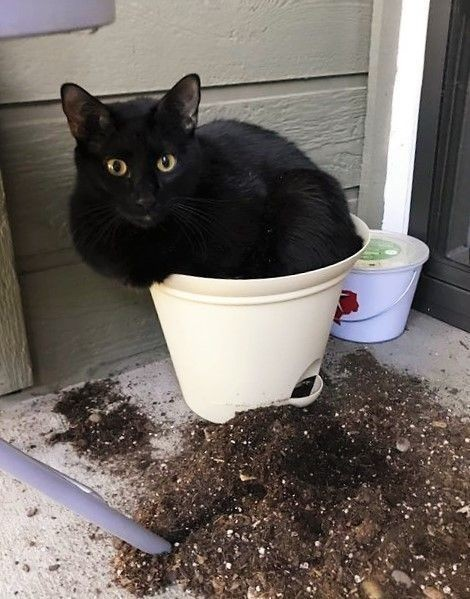 Alguém sabe qual plantinha é essa que nasceu no meu vaso?