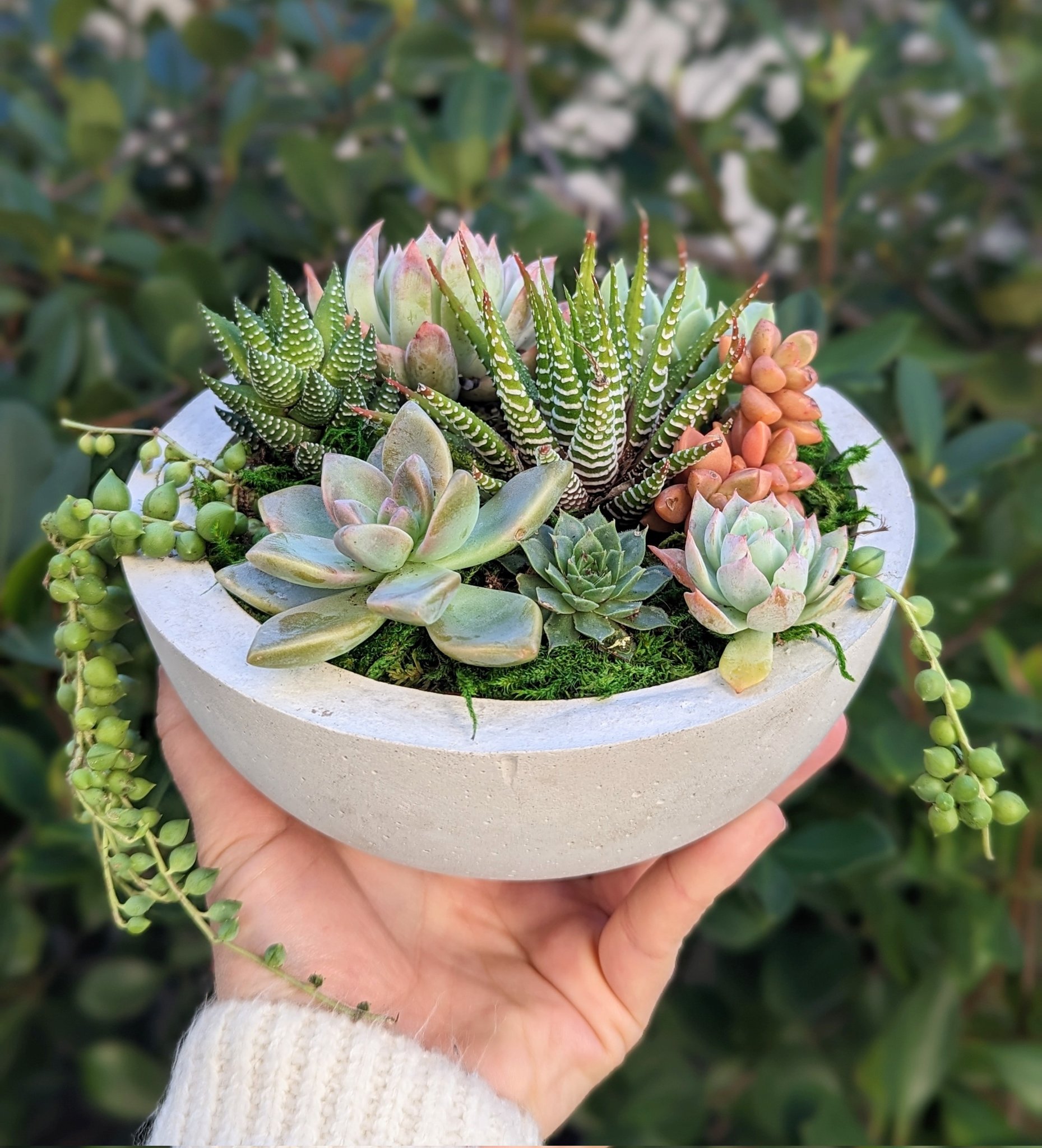 Handmade Live Echeveria Succulent Arrangement