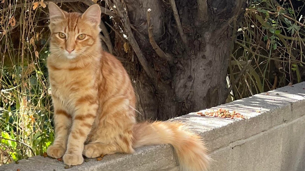 Meet Orange, Blutag Pet of the Week!

Favorite voice platform: Siri

Favorite coworker: Marc

Favorite snack: Tuna &amp; whatever Marc shares from his lunch!

Fun fact: Orange was a stray cat in Marc's backyard, &amp; after taking care of him for a few weeks, he found his forever home!