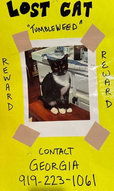 JLthekid9999's tweet photo. Can you please share this far and wide…this poor kitty has been lost since 10/22…thx https://t.co/3XC28DnIiX