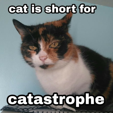 DontShowYourCat's tweet photo. https://t.co/XnzPjnqwT9