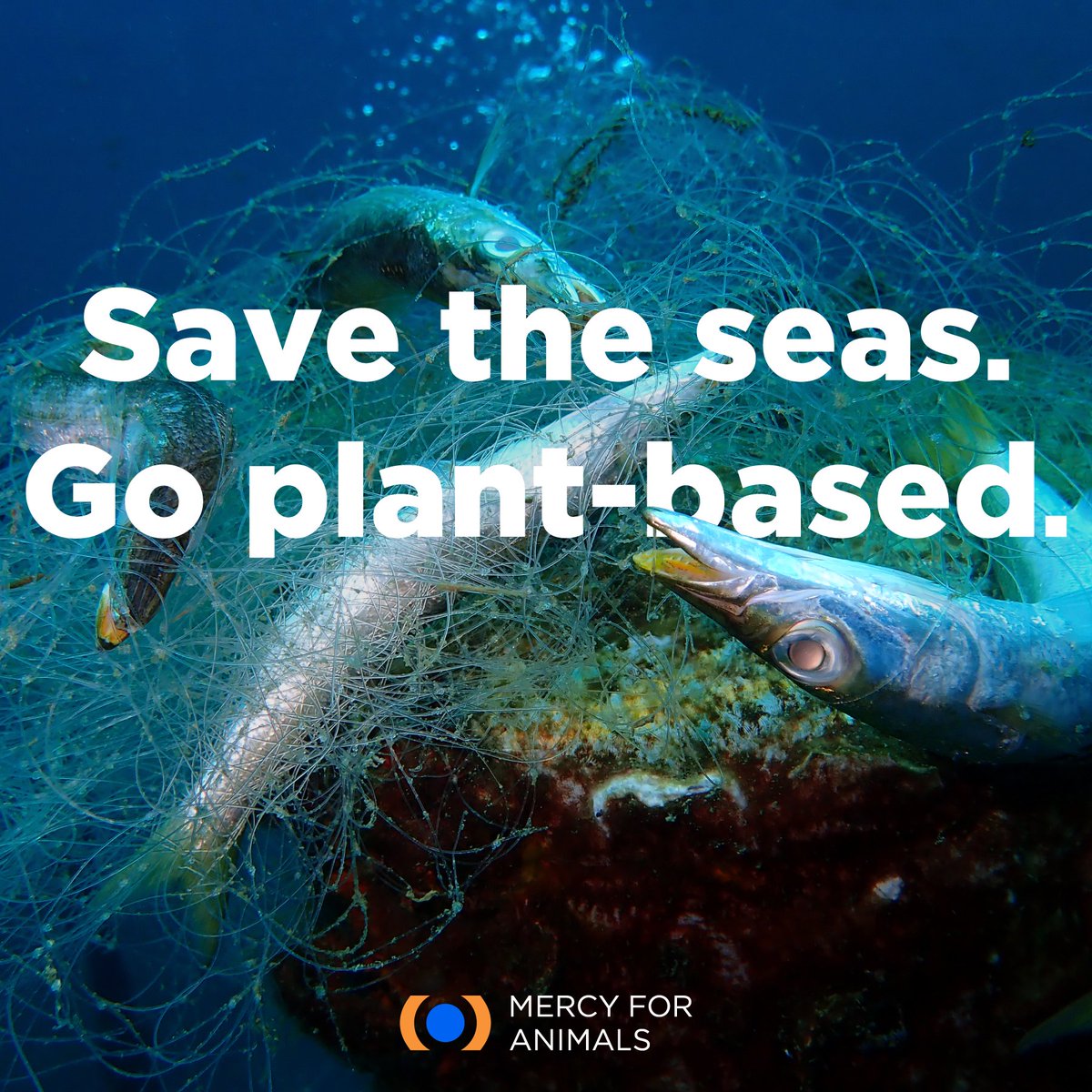 MercyForAnimals's tweet photo. The oceans are under siege. With pollution, climate change, and overfishing, we’re killing our oceans at an alarming rate. But overfishing is one of the biggest culprits, depleting our oceans of various species on a daily basis.

Take a stand. Eat plants. https://t.co/SDBRSoBVWI