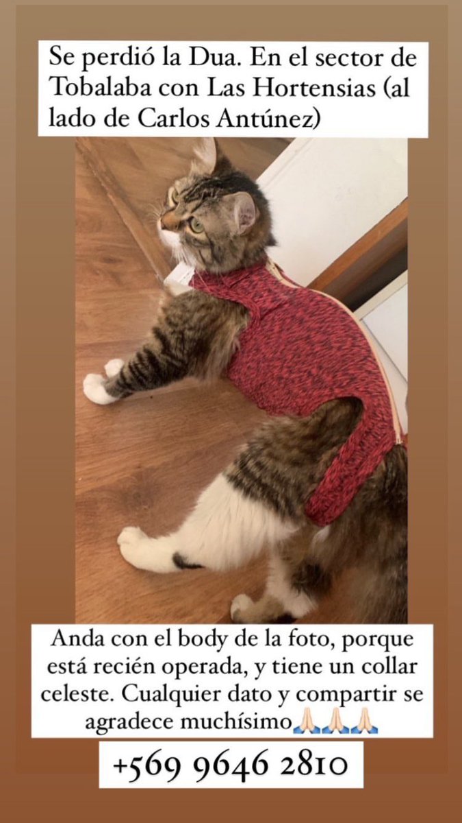 nvalenzuelamora's tweet photo. Por favor compartir. Estamos buscando a la Dua por el sector cerca de plaza Las Lilas. Si alguien la ha visto, por favor contactar al número que aparece en la foto https://t.co/BrLqMNM3wy
