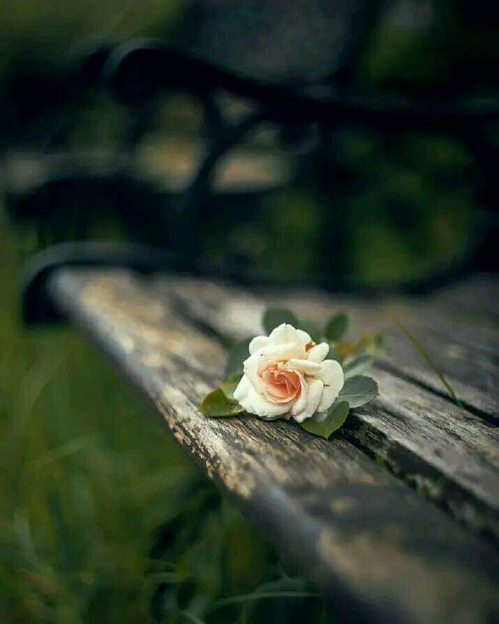 Nuretti22343657's tweet photo. 🇹🇷🇹🇷🙏💟🙏🇹🇷🇹🇷
İki yakasını bir araya getiremedim şu #HAYATIN !...
Ya boyu uzundu Acıların..
____ Ya da bir ucu kısa geldi #MUTLULUĞUN... ✍️ https://t.co/8imuUwVDfM