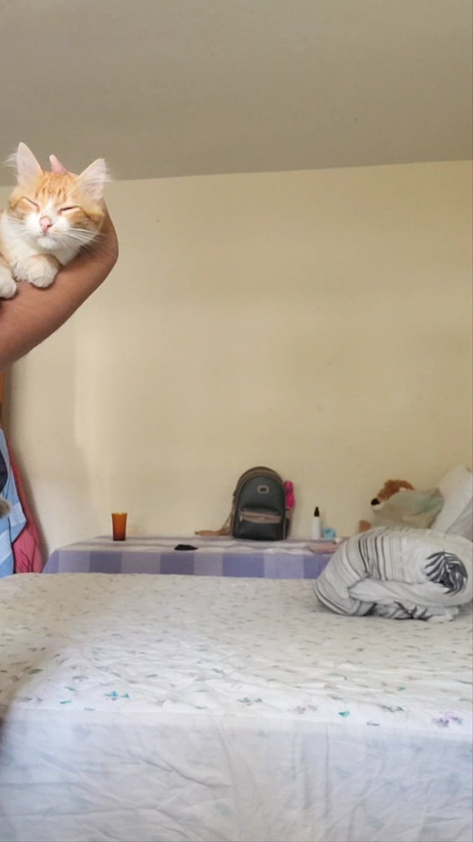 studyartt's tweet image. muito legal saber que tenho uma maquina mortífera dentro de casa que faz pirraça 4 da manhã pra ver se alguém acorda pra colocar MAIS RAÇÃO no pote e tem essa carinha