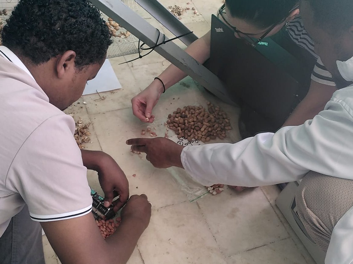 CranMycology's tweet photo. Trials on safe #peanut #shelling happening now at Haramaya University, Ethiopia. #NutriNuts @innovateuk https://t.co/DseruJmyRh
