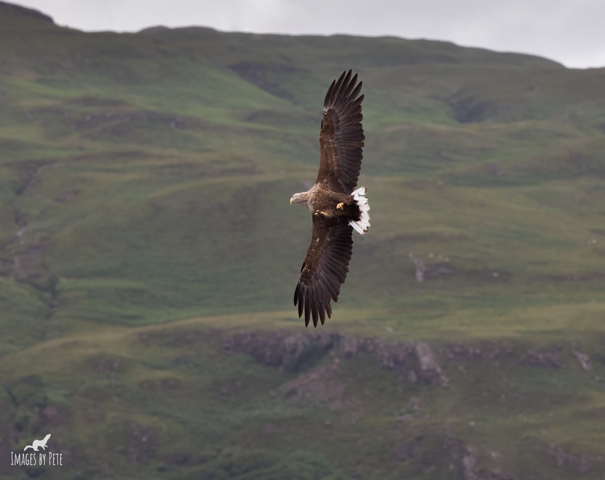 That Friday feeling 😃 #WhiteTailedEagle