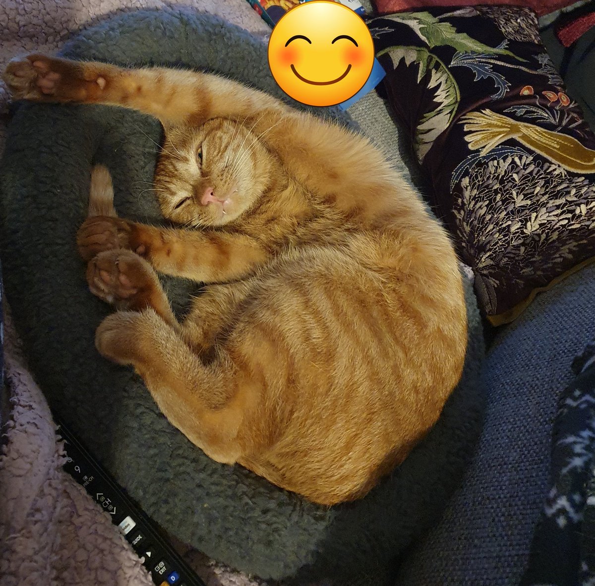 Starsky3Hutchin's tweet image. It's Friday! The weekend starts here 😺 Hugs &amp;amp; Purrs - Hutchinson x 
#GingeAndTuxi #WeekendEve #FridayFeeling #cats #CatsOfTwitter #FridayVibes