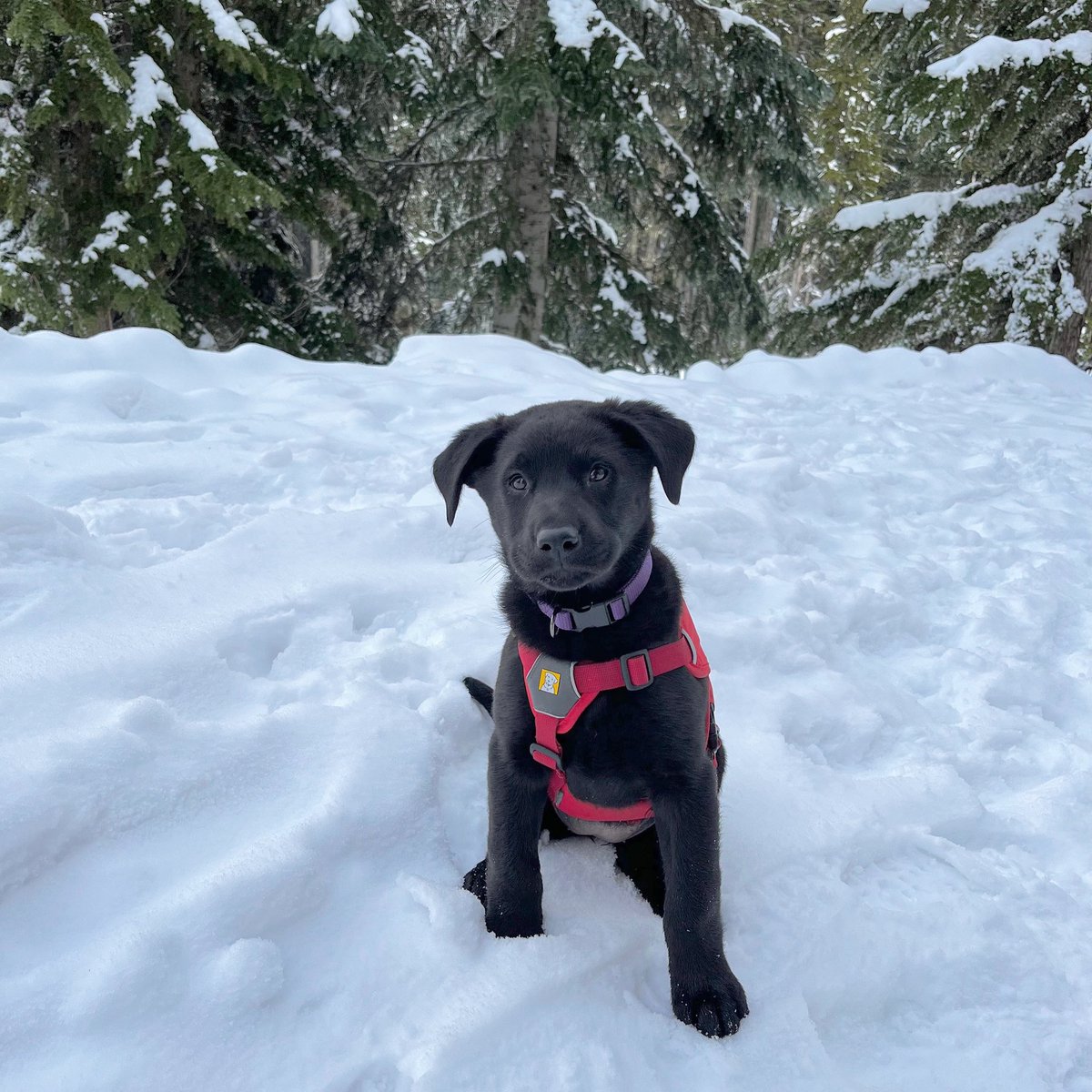 StevensPass's tweet photo. Say hello to Zoey, the newest addition to the Stevens Pass avy dog team. 😍 https://t.co/TUXpuDlJtE