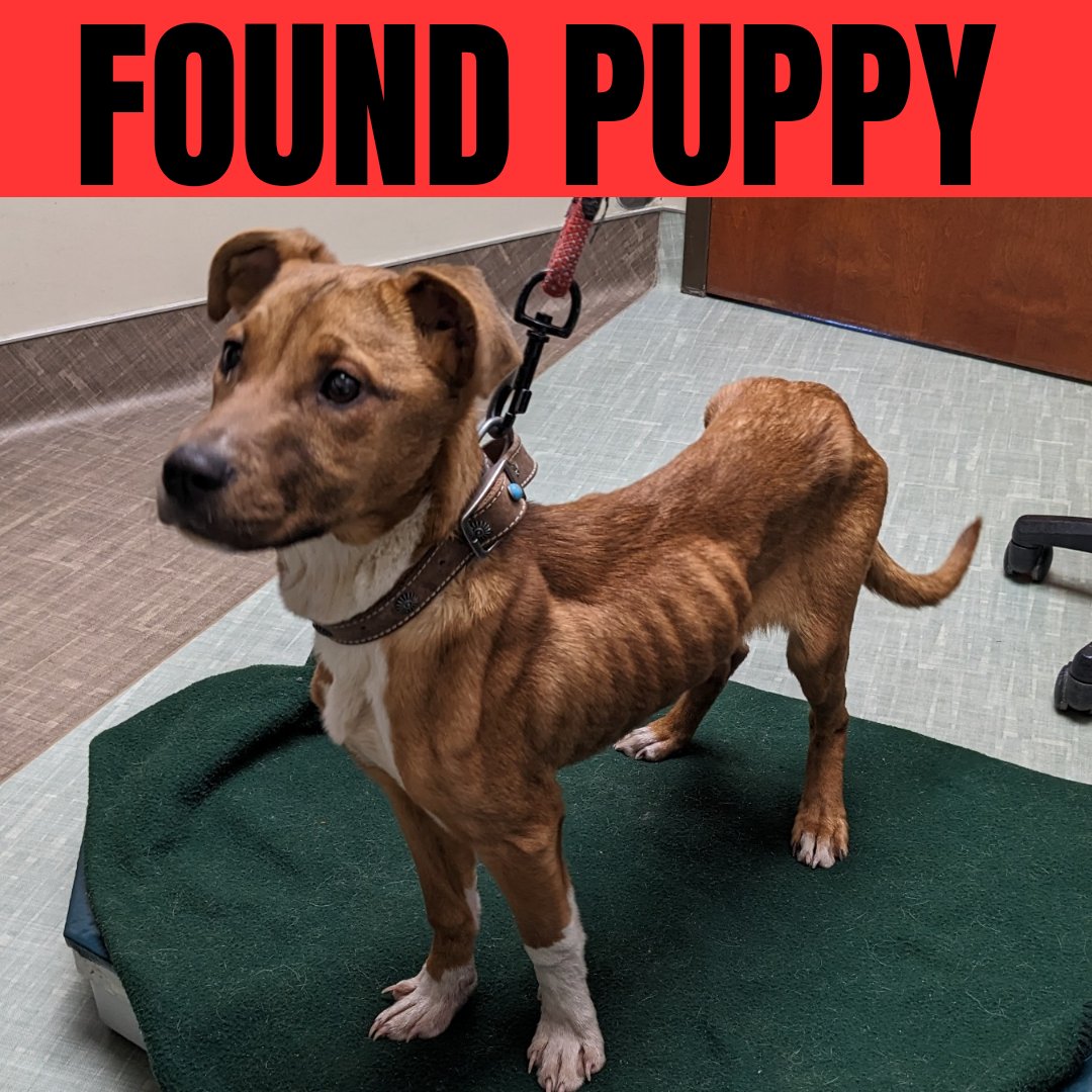 The sweet little girl was found near Tri-State Riding Center in Cleveland, TN on January 26th. She's not microchipped. The vet thinks that she is between 5 to 8 months old. Please signal boost to help us reunite her with her family? #lostdog #founddog #DogsofTwitter