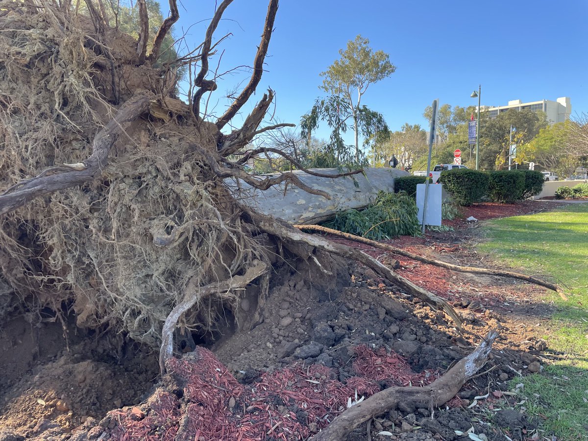 NWS San Diego tweet media