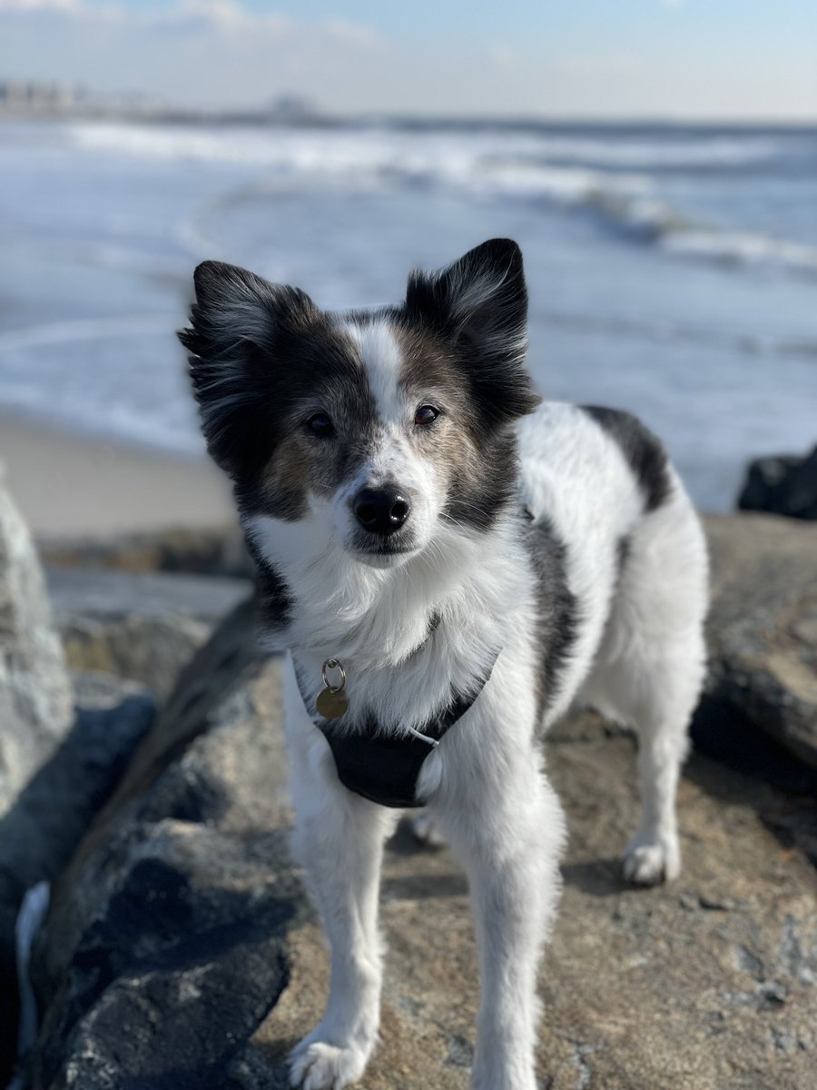 LisaMcEttrick's tweet photo. One of our closest friends lives on Rockaway beach and is watching Bruno for the weekend and sent us this photo. He’s THE cutest dog in the world and I already miss him so much 🥹 https://t.co/5DEzgdReai