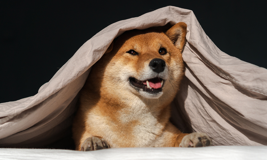 A brown dog sitting under a blanket smiling. 