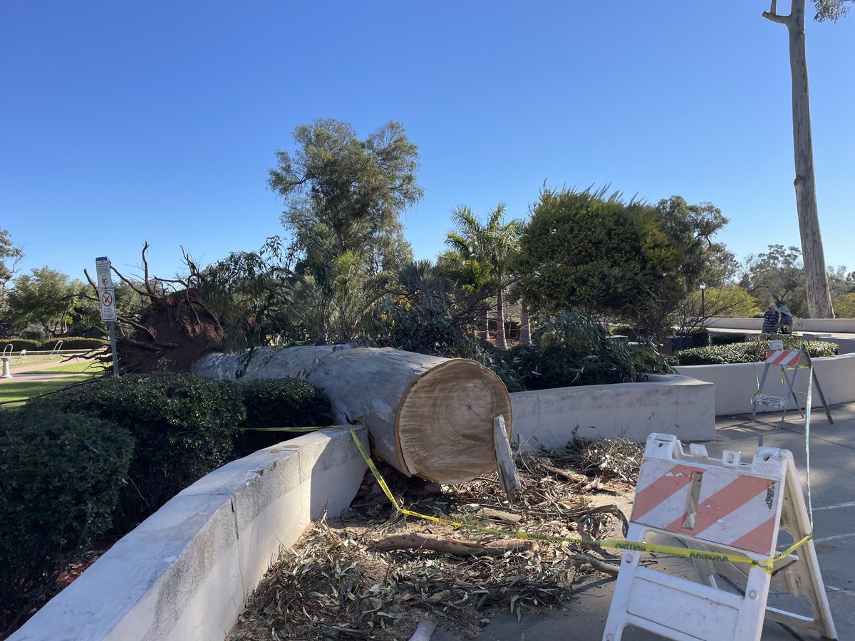 Survey of Balboa Park area found over a dozen very large trees, mostly eucalyptus, but at least one large pine tree - clean up crews activity working #santaanawinds - the park was closed on Thursday for high wind which has not happen for over 20 years #cawx