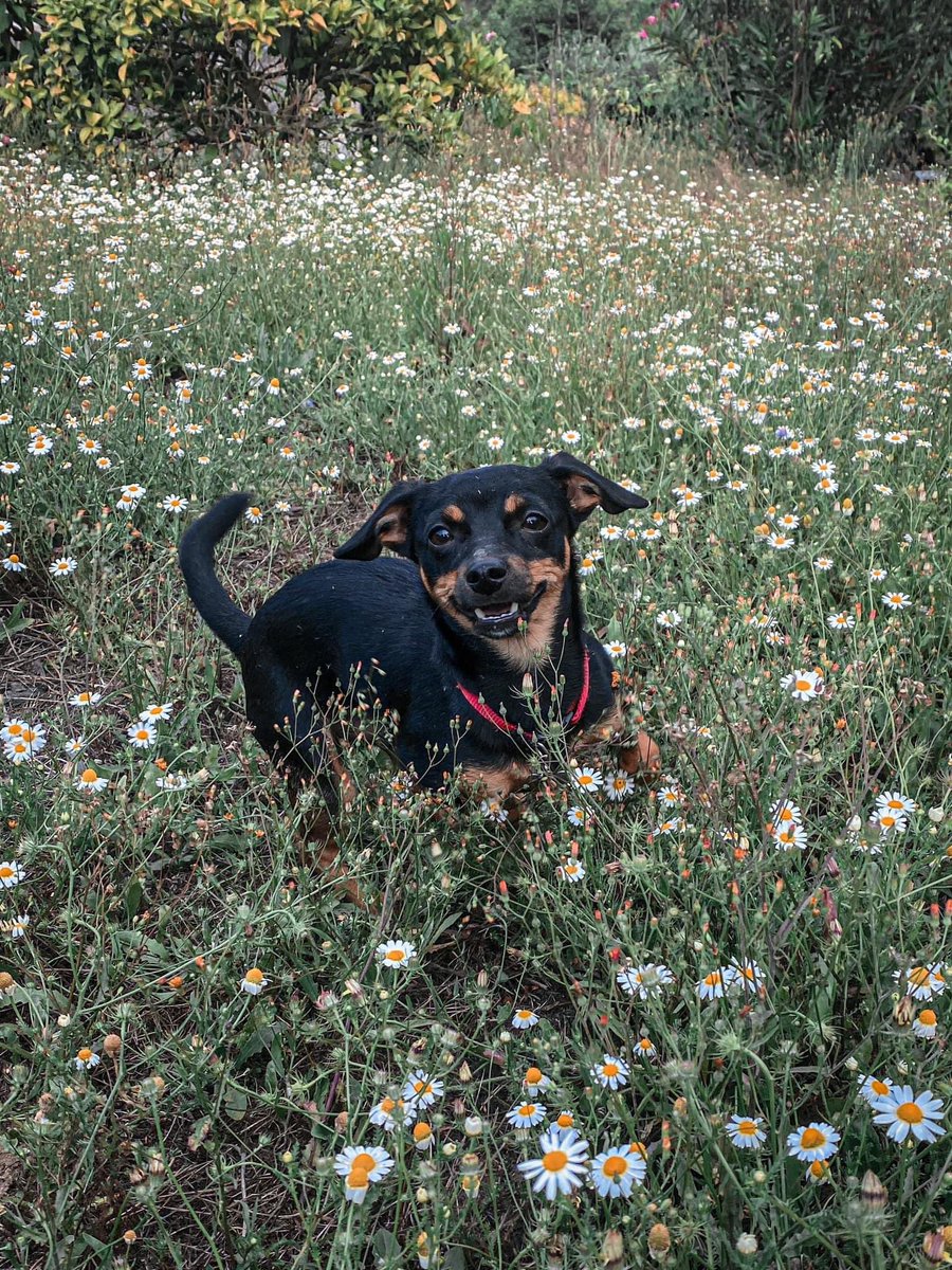 dcm_6289's tweet photo. DESAPARECEU!!! ⚠️⚠️
Este é o meu cãozinho o socky, desapareceu na zona de Sernande em Felgueiras, se alguém souber algo sobre onde ele poderá estar ou se o vir algures, eu peço por favor que entrem em contacto comigo, já procurei tudo e não o consigo encontrar.. https://t.co/IvdvkBplp1
