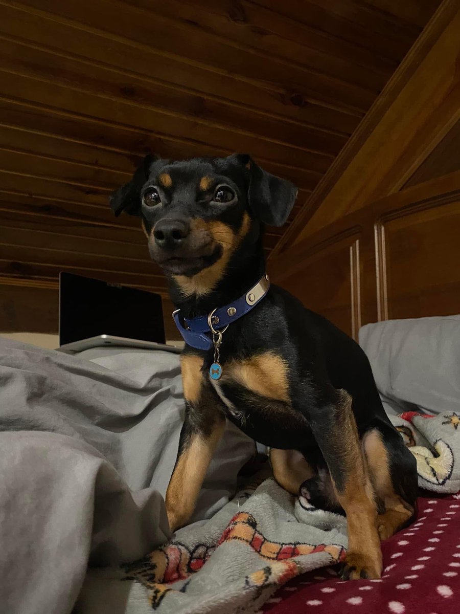 dcm_6289's tweet photo. DESAPARECEU!!! ⚠️⚠️
Este é o meu cãozinho o socky, desapareceu na zona de Sernande em Felgueiras, se alguém souber algo sobre onde ele poderá estar ou se o vir algures, eu peço por favor que entrem em contacto comigo, já procurei tudo e não o consigo encontrar.. https://t.co/IvdvkBplp1