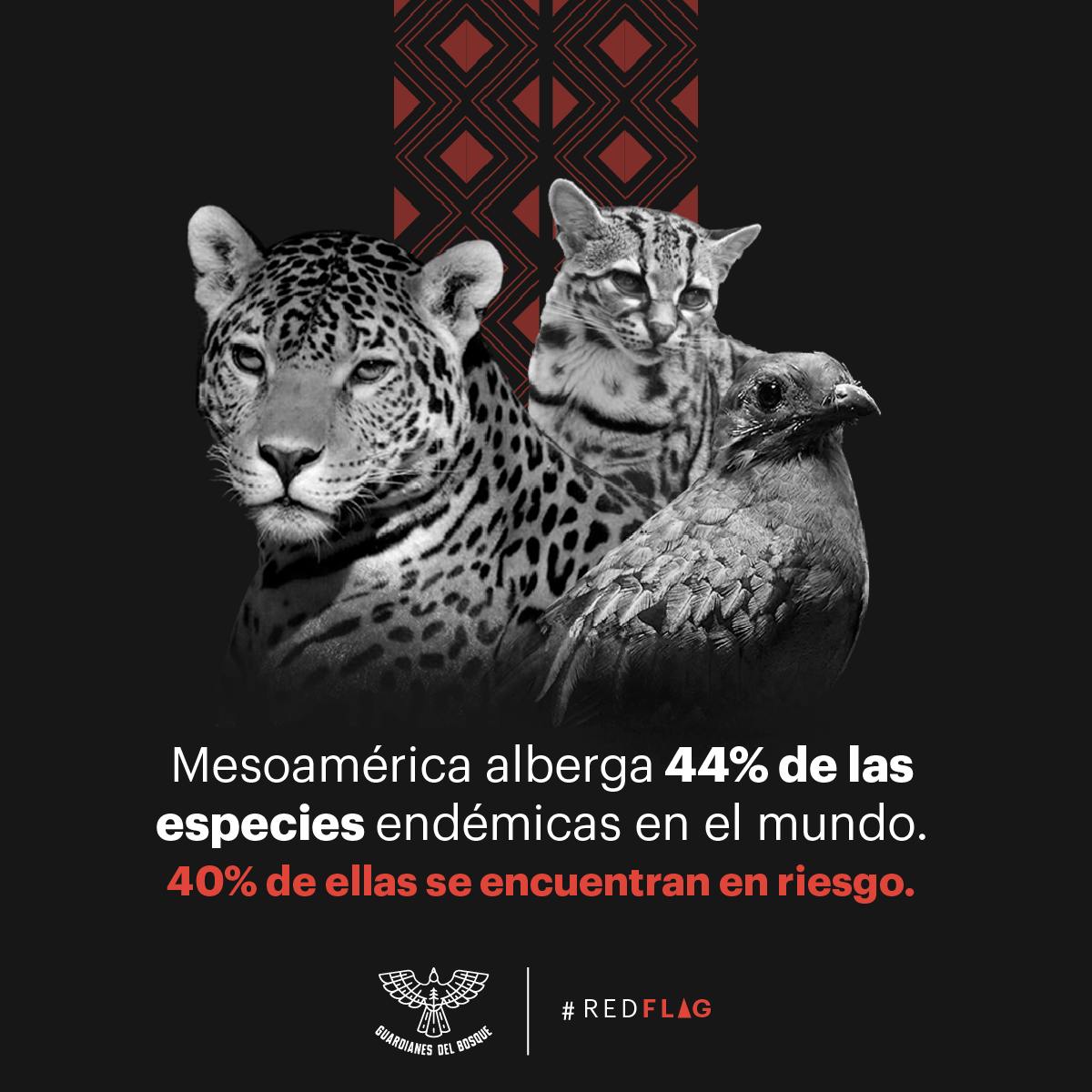 Guardians of Tomorrow tweet media