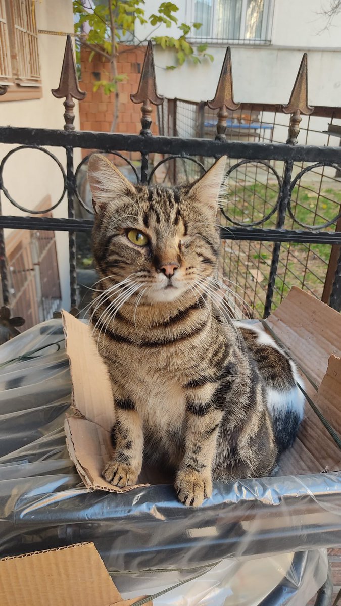 *ACİLL YUVALANDIRMA*
Korsanımızı ilk fotoğraftaki ölüme yatmış halde buldum ve uzun bir süre tedavi gördü, bir gözünü kurtarabildik ama diğer gözü alınması gerekti. Çok sessiz sakin bir kediydi tedavisi boyunca yuva aradık ama bulamadık mecburen bulduğum yere geri salmam gerekti+