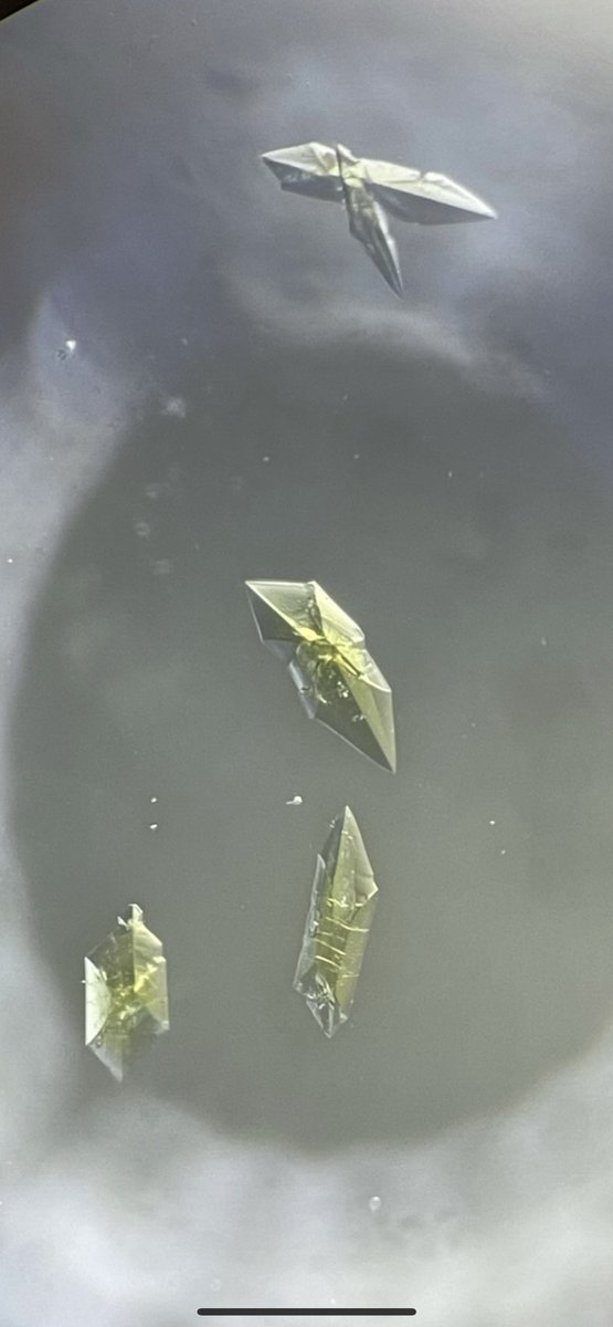 Jsperling91's tweet image. These are the Bk-249 mellitate crystals after 435 days (&amp;gt;t1/2). This is purely radiation damage since the other Ln/An compounds are stable under standard conditions (even an Np(iii) one!) in the first pic each crystal was decaying ~20,000,000 times per second lol #fblockrocks