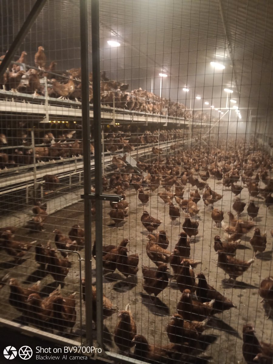 Yn nôl i rwtin wan !  Diadell rhif 2! 16000 dydd Mercher a 16000 dydd Iau di setlo reid da erbyn heno. Rownd 2 ! Second flock of Shaver Browns  layers settling in tonight. Thanks to all who helped unloading.