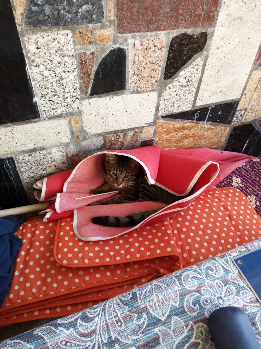 Josip Barić (@pasara077) on Twitter photo 