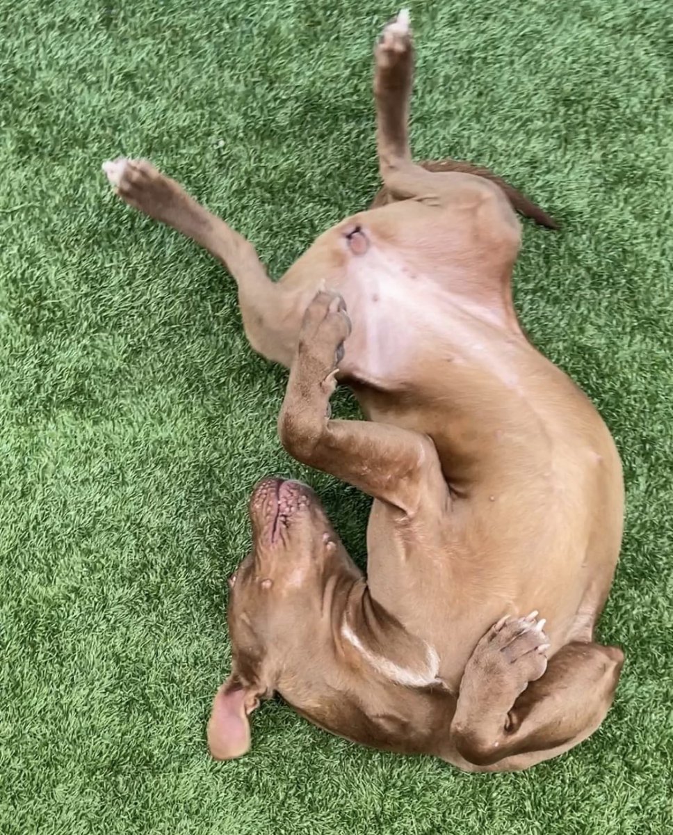 #TX #DALLAS
🆘🆘EUTH LISTED-LAST CALL
Shannon 18mo as Sweet as can be-desperate for #Foster #Adopter or #Rescue. Read below-Pls help b4 it’s too late🙏🏻
m.facebook.com/groups/dallasl…