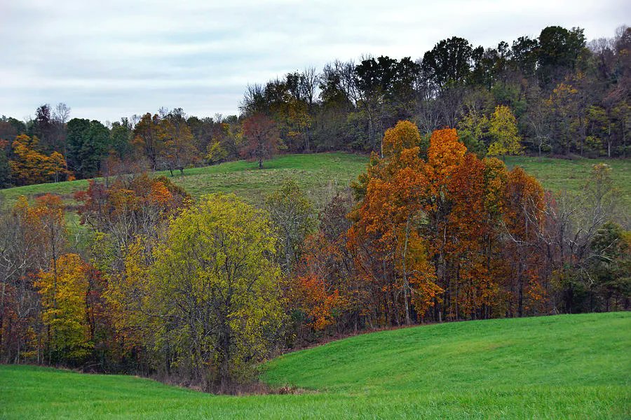 MurdocksGallery's tweet photo. A Colorful Field #photography #AutumnLandscapes #AutumnLeaves #Autumn #FallLandscapes #countryside #OhioLandscapes #nature #wallartforsale #AYearForArt #BuyIntoArt
Get Prints here, https://t.co/QMLfTztbmg https://t.co/Not78ZTANQ