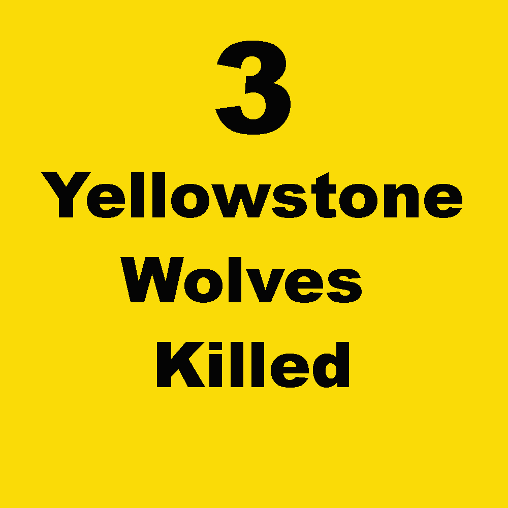 WolvesOfRockies's tweet photo. Update: 2 Collared Yellowstone wolves & 1 uncollared YSNP wolf were killed in Wolf Management Unit 313, which borders Yellowstone National Park. 2 other wolves have been killed in WMU 313, but we cannot identify if these are Yellowstone wolves. #stoptheslaughter #mtfwp https://t.co/QlR0iAjcOg