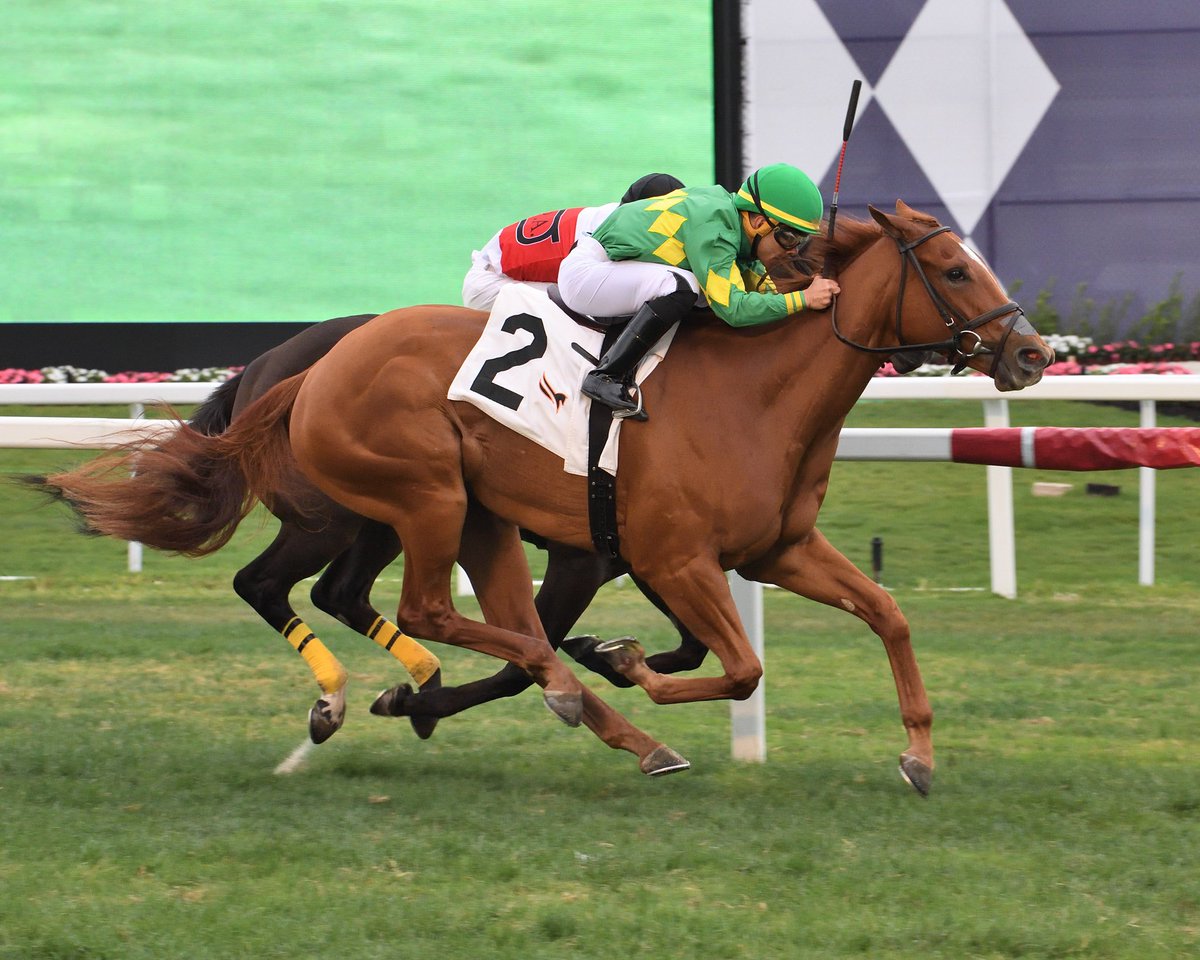 GulfstreamPark's tweet photo. Sure Can breaks her maiden in race 7 under jockey Edgar Pérez, @BLynchRacing trains for owner William Werner. #GulfstreamPark #ChampionshipMeet https://t.co/dOMYOamedL
