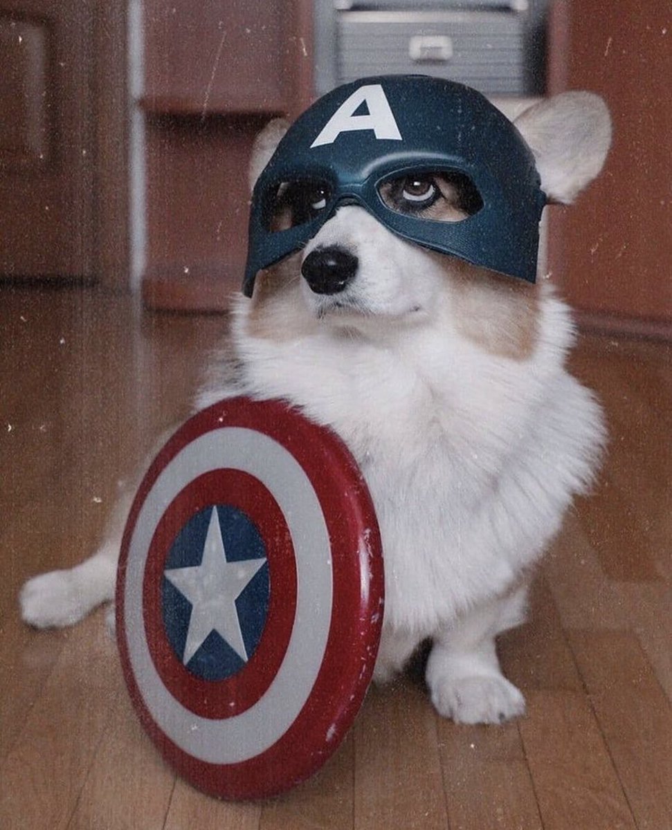 PAVGOD's tweet photo. Captain Corgi https://t.co/33UT4ZJsvT