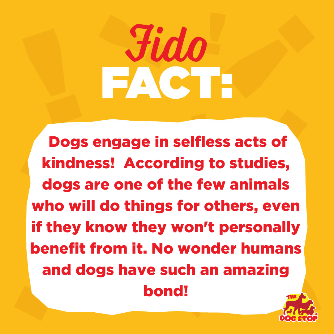 Raise a paw if you are happy it's Friday🐾
We know we sure are because that means time for another Fido Fact!

Give this post a ❤️ if you've caught your pup being selfless! #dogfacts #fidofacts #selflessacts #furrykindness
