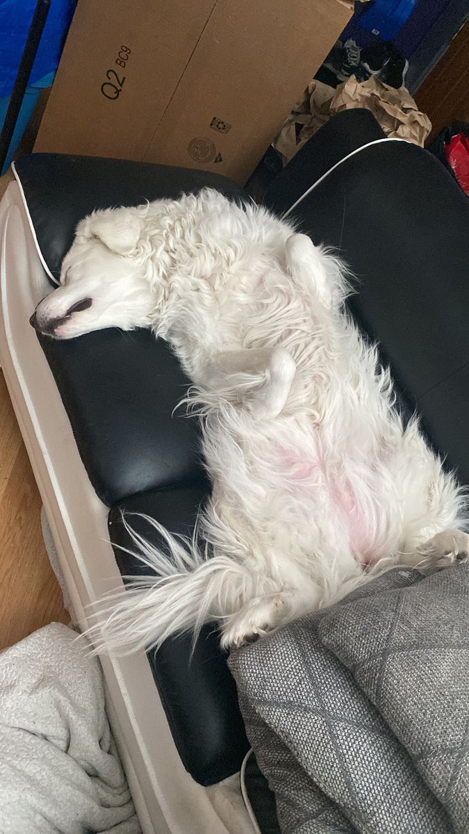 jazzifier's tweet photo. @Louise3Katlin Ghost. Just bing chilling. https://t.co/tlEPHxB0eE