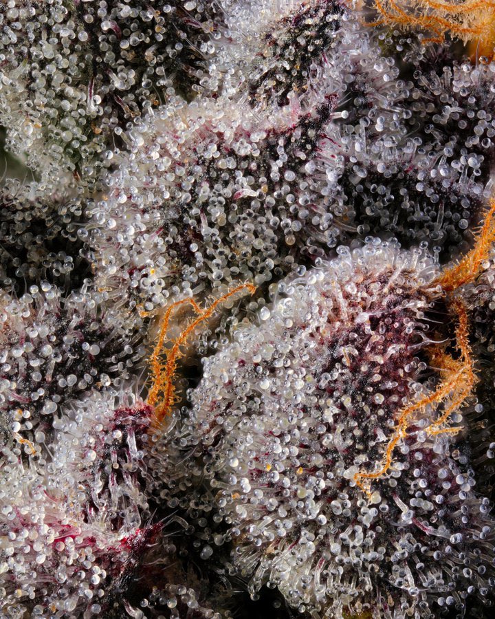 cookies_berner's tweet photo. { The Glove } 🔍 grown at @Allseasonsfarms . @Pieguy420 @JBeezySJG @GaryPayton https://t.co/WlYGAKNGEv