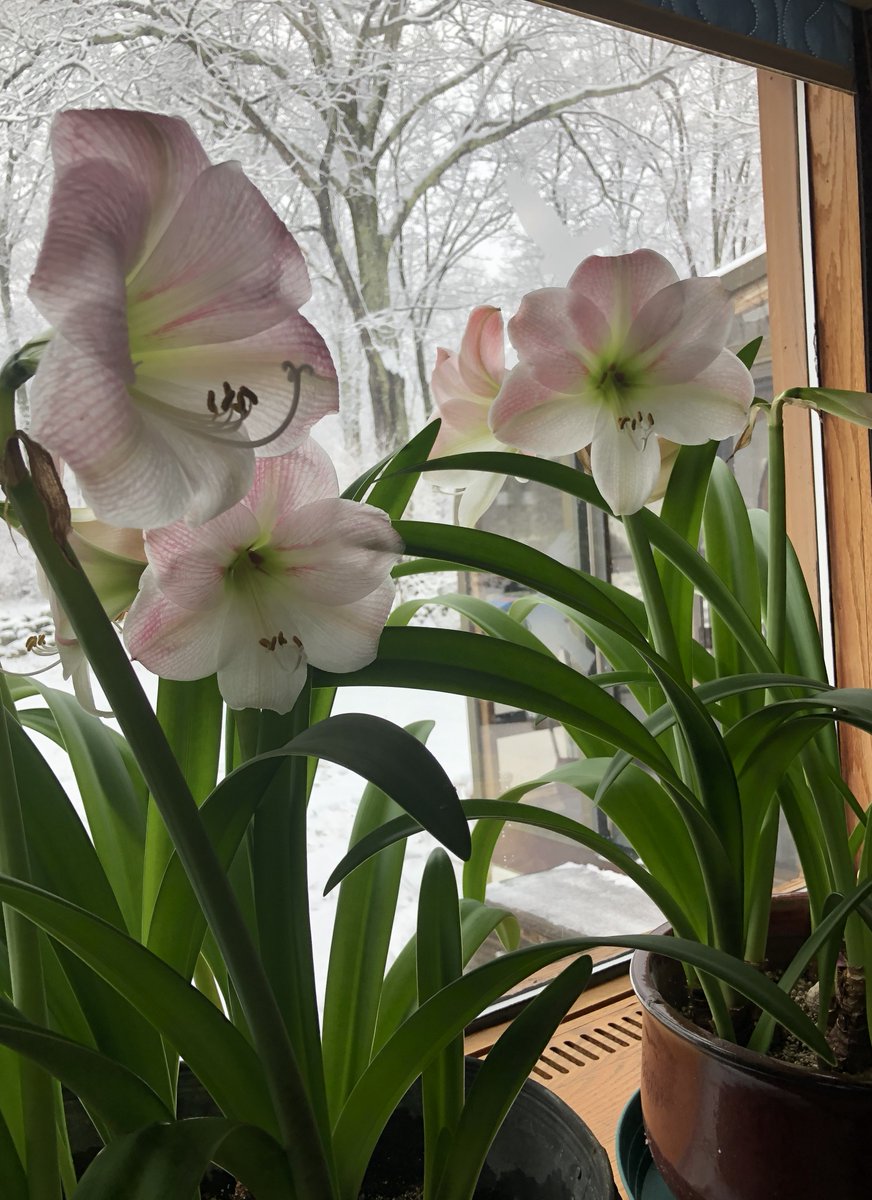 Always welcome flowers in the winter window - all from one bulb received as a gift many years ago