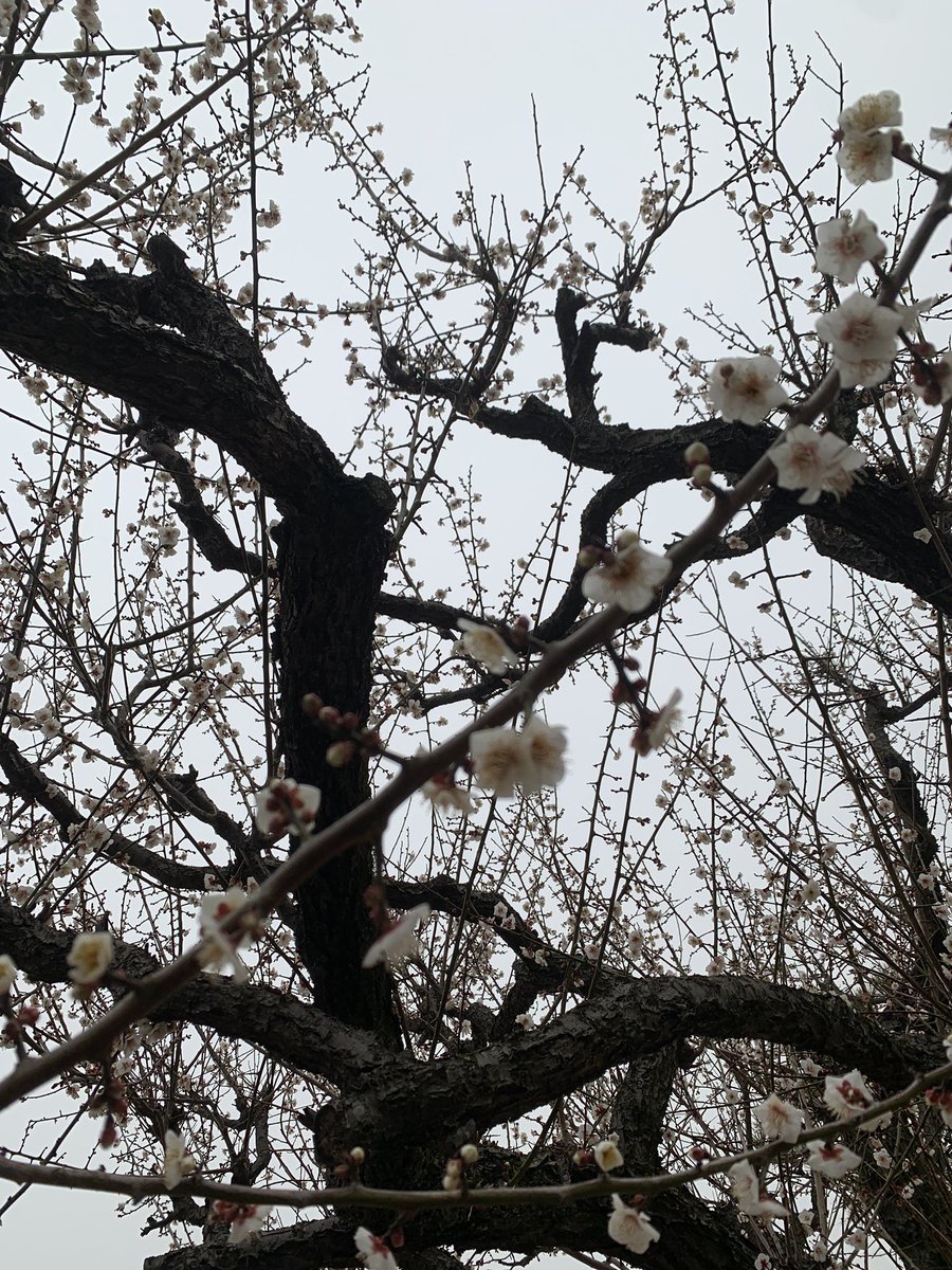 Gacci@Amiliyah🍙 tweet media