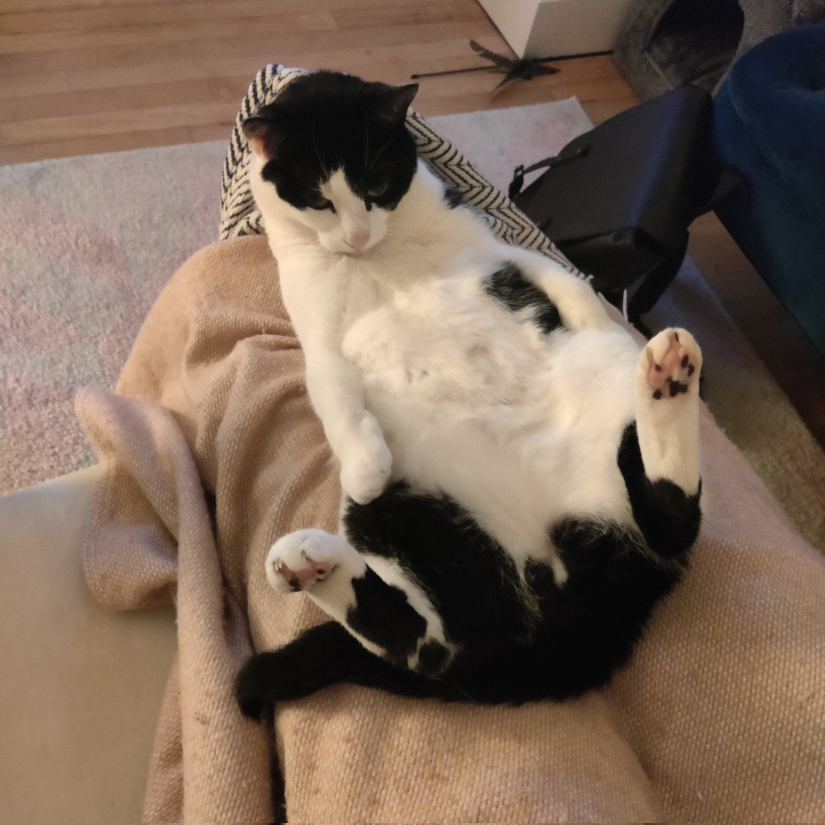 fearedup's tweet photo. @michaelscat2 It means he feels safe with you! And just so you know, cats get weirder 🤣 https://t.co/73ocAq2mYA