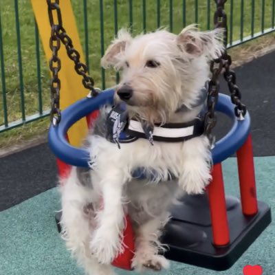 #NewProfilePic Not saying goodbye. Run fast and free 🌈 I’ll miss waking up to your precious posts &amp; floppy ears. You never gave up, never let a friend cross OTRB without a tribute. Now it’s your turn &amp; all I can say is thank u Mr. T. Your mission here is complete <a href="/trebus_mr/">Mr Trebus aka Treebs 🐶🌈🐾 #HarkerToo 💔RUPERT🌈</a>😇🕊️