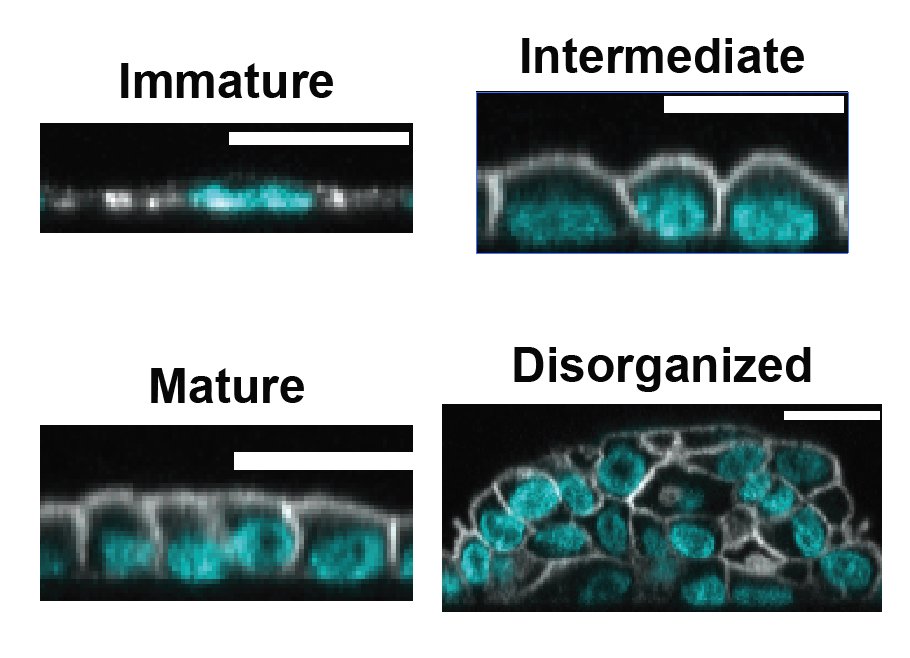 Bergstralh Lab tweet media