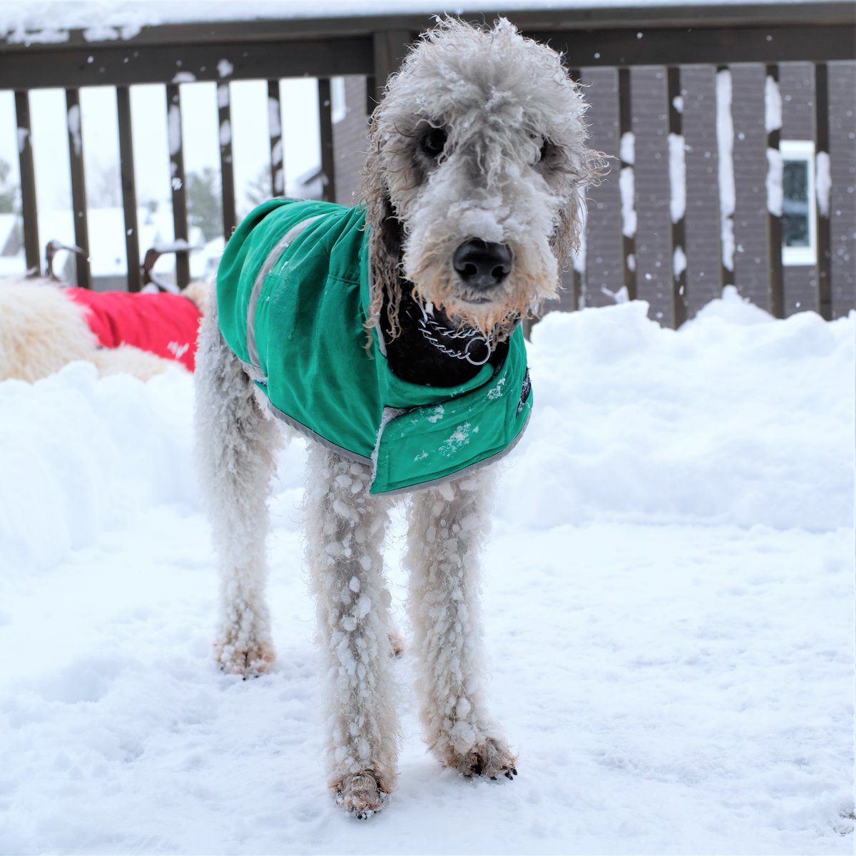 brokenmindprof's tweet photo. The kids had a good play in the snow. #poodles #bedlingtons https://t.co/fJHWDVh3Y5