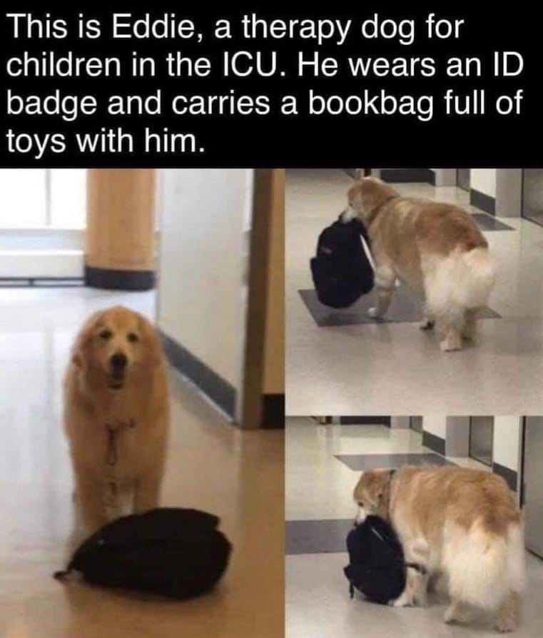WholesomeMeme's tweet photo. https://t.co/7VRywvDT5l