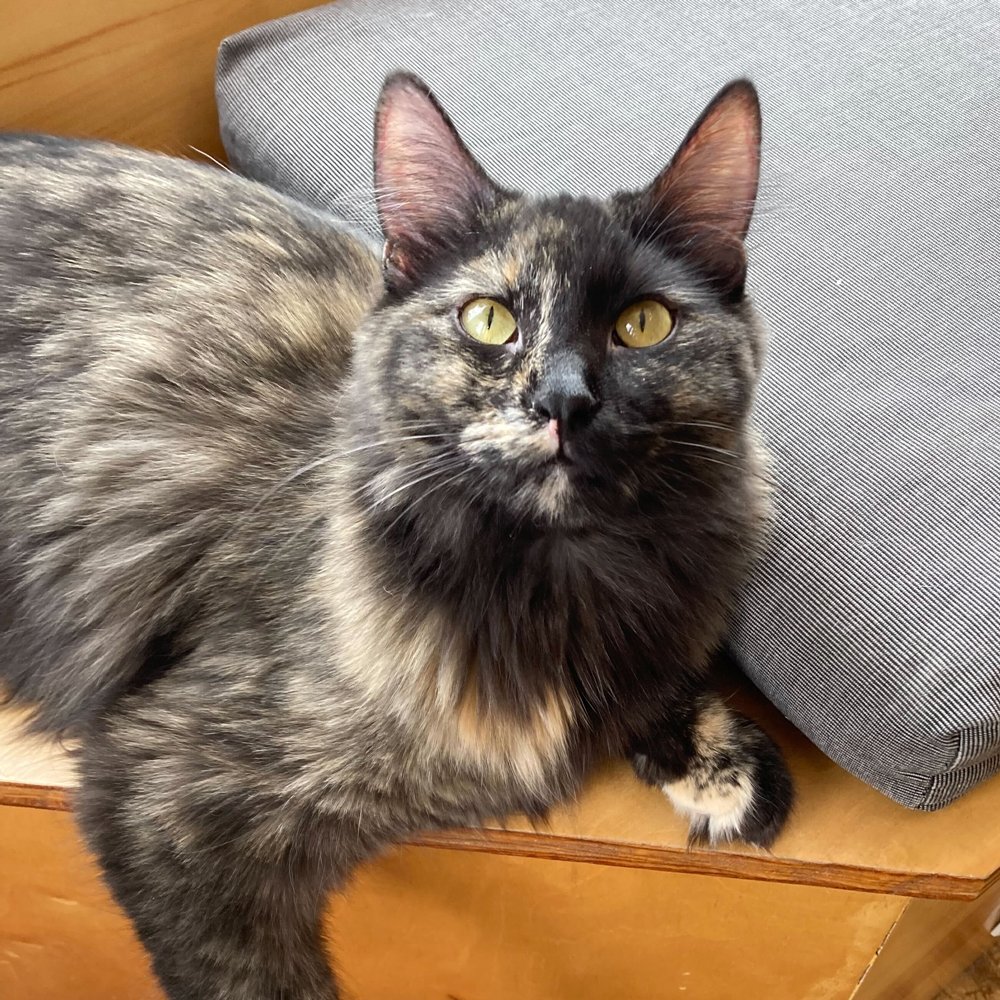 MAUHAUS 🐈❤️☕️ tweet media