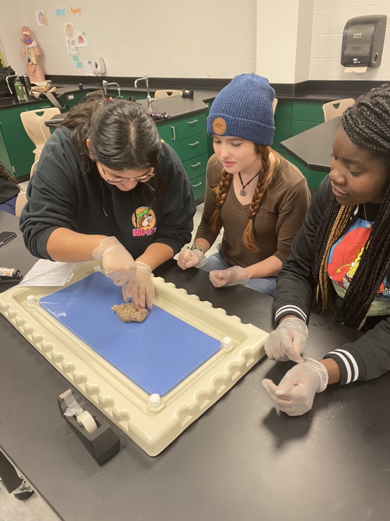 _mrsbalderas's tweet photo. Anatomy and Physiology students got to dissect a sheep brain today to finish off our Nervous System Unit!
Rams interested in the systems of the human body, going into the medical field, or dissections- consider signing up for Dual Credit Anatomy/Physiology for 23-24
@MCHS_Rams https://t.co/VY714VOcya