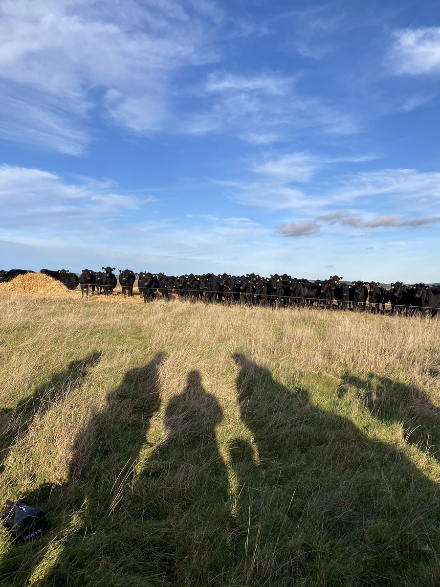beefshorthorn's tweet photo. A fascinating day @GeorgeBurrell97 with @NerbasBrosAngus So much to think about. @AHDB_BeefLamb @AberdeenAngusUK #maternalmatters https://t.co/ut40NP3vUP
