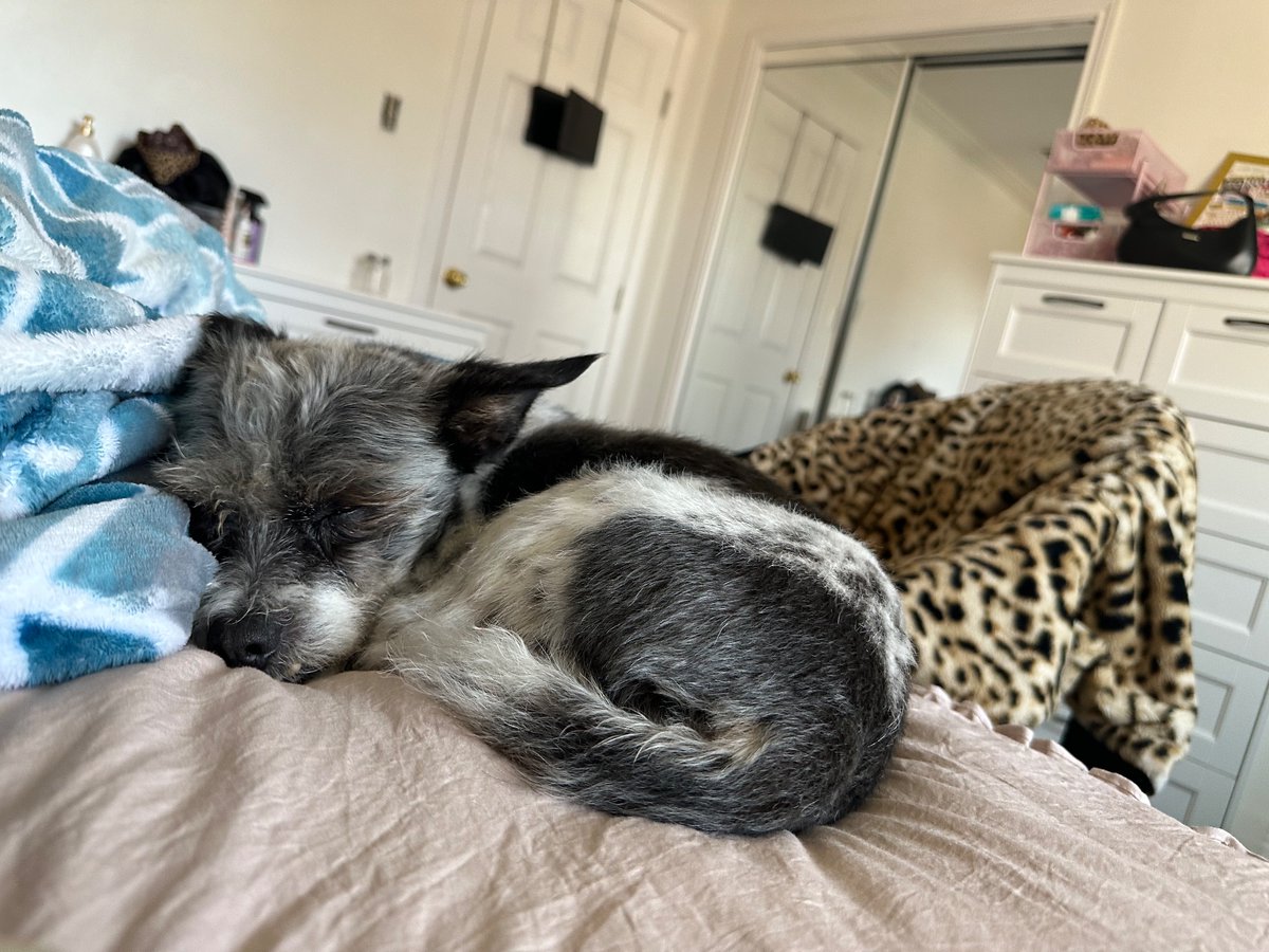 YuhhhDels's tweet image. dumper 🐶