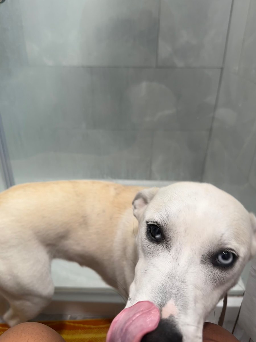 YuhhhDels's tweet image. dumper 🐶