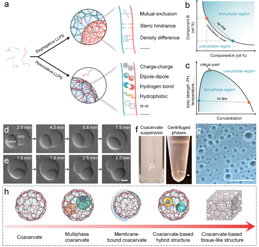 Supramol_Mater's tweet photo. The chemical construction and engineering of coacervates and their applications as multiplex biomimetic protocell models to mimic cellular properties.
@ZhaoChai1 @KeAiPublishing
#material #biomimetic #coacervate #protocell
https://t.co/VXPIu0IcP9 https://t.co/dKC8XrJZTm