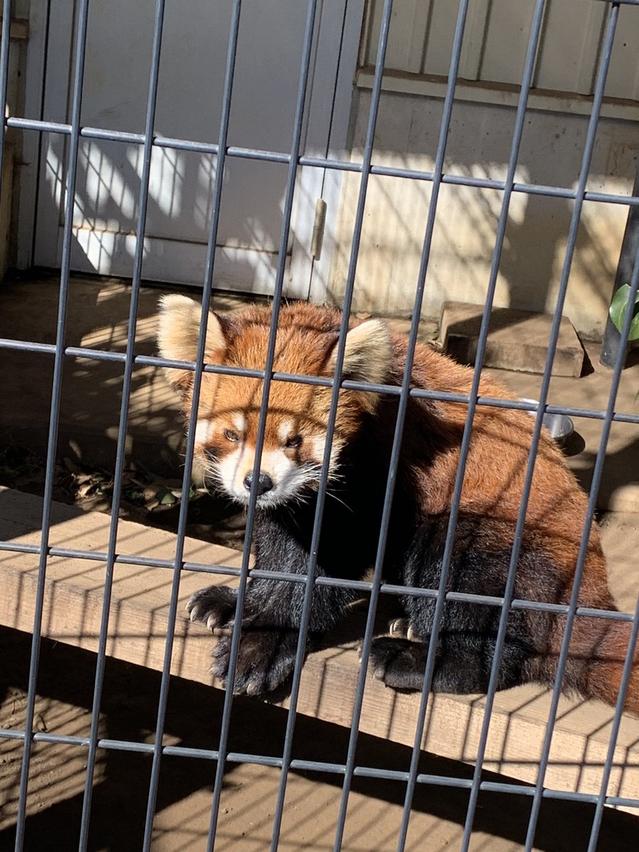 「近場の動物園に行きました 」|柚子葉@Skeb募集中のイラスト